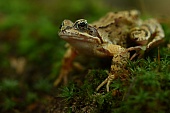 Grasfrösche-Bild oder Foto