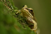 Grasfrösche-Bild oder Foto