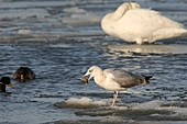 Alle Muscheln-Bild oder Foto