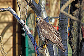 Mäusebussard-Bild oder Foto