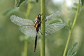 Schwarze Heidelibelle-Bild oder Foto