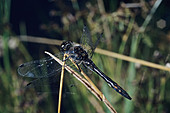 Schwarze Heidelibelle-Bild oder Foto