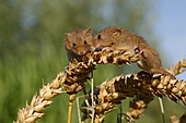 Zwergmaus-Bild oder Foto