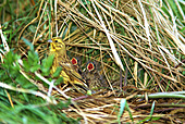 Goldammer-Bild oder Foto