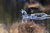 Sterntaucher-Bild oder Foto