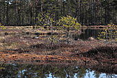 Sterntaucher-Bild oder Foto