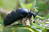 Maiwurm-Bild oder Foto