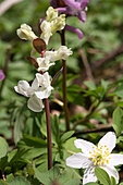 Hohler Lerchensporn-Bild oder Foto