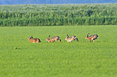 Feldhase-Bild oder Foto