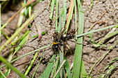 Erdhummel-Bild oder Foto