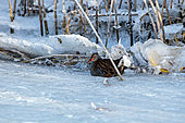 Wasserralle-Bild oder Foto