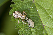 Braune Krabbenspinne-Bild oder Foto