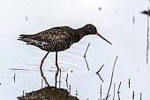 Dunkler Wasserläufer-Bild oder Foto