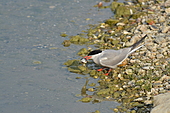 Flussseeschwalbe-Bild oder Foto