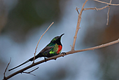 Elfen-Nektarvogel-Bild oder Foto