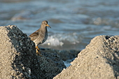 Meerstrandläufer-Bild oder Foto