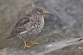 Meerstrandläufer-Bild oder Foto