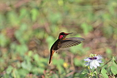 Topasrubinkolibri-Bild oder Foto