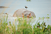 Flusspferd-Bild oder Foto