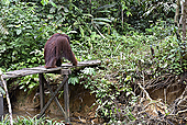 Orang-Utan-Bild oder Foto
