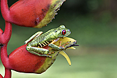 Rotaugenlaubfrosch-Bild oder Foto