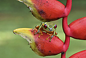 Rotaugenlaubfrosch-Bild oder Foto