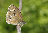 Brauner Waldvogel-Bild oder Foto