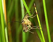 Skorpionsfliege-Bild oder Foto