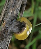 Schwarzmündige Bänderschnecke-Bild oder Foto