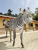 Boehm-Zebra-Bild oder Foto