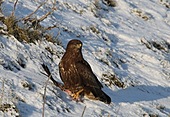 Mäusebussard-Bild oder Foto