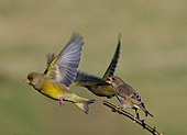 Grünling-Bild oder Foto