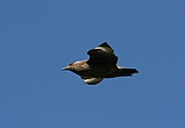 Skua-Bild oder Foto