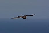 Skua-Bild oder Foto