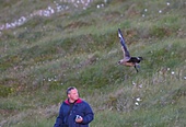 Skua-Bild oder Foto