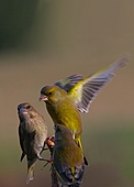 Grünling-Bild oder Foto