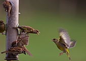 Grünling-Bild oder Foto