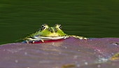 Frösche-Bild oder Foto