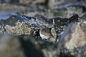 Meerstrandläufer-Bild oder Foto