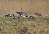 Alle Gänse-Bild oder Foto